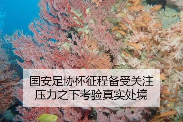 国安足协杯征程备受关注 压力之下考验真实处境